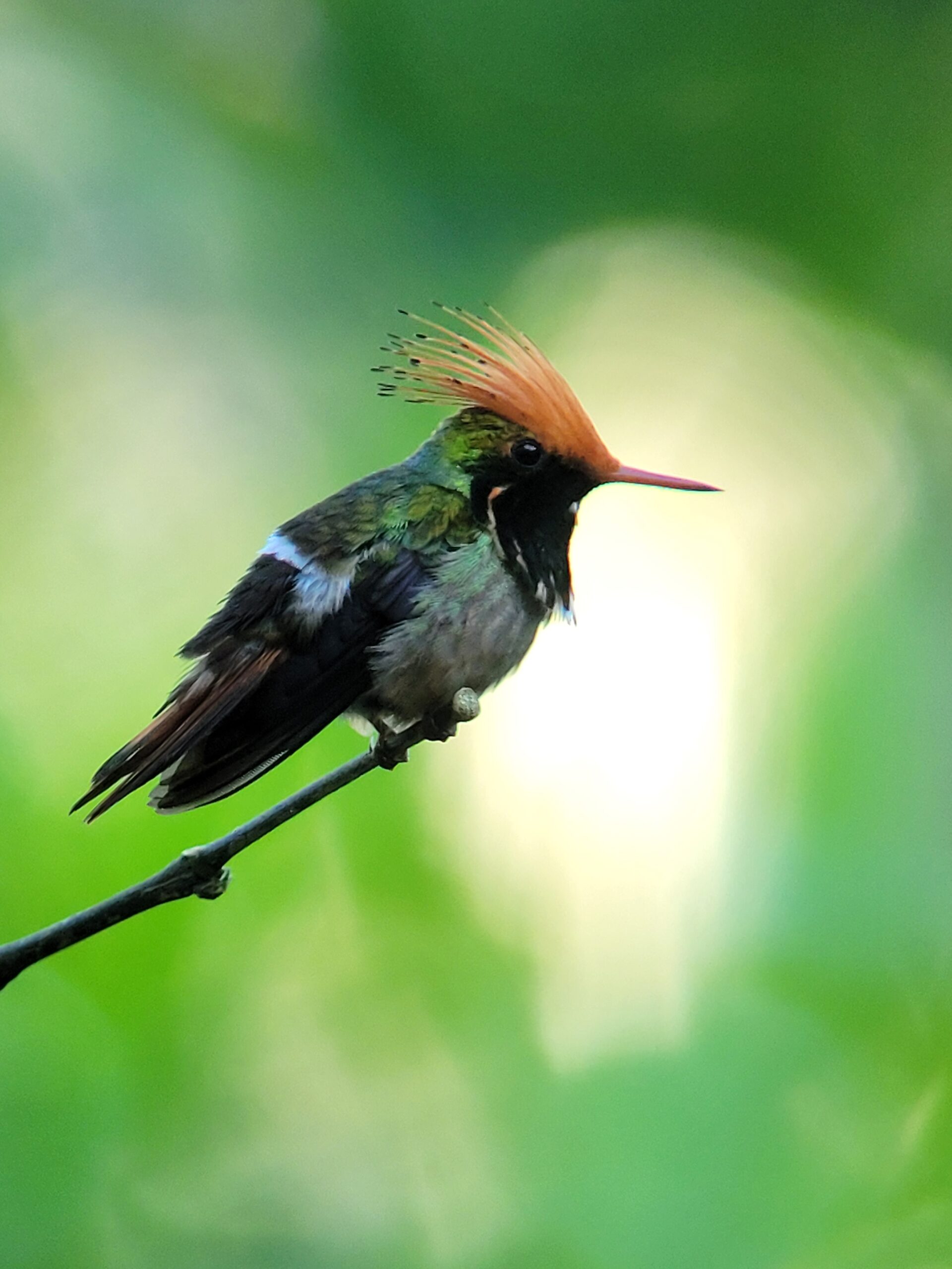 Rainforest Lodge – Bonanza Ecological Reserve - Tapir Clay Lick