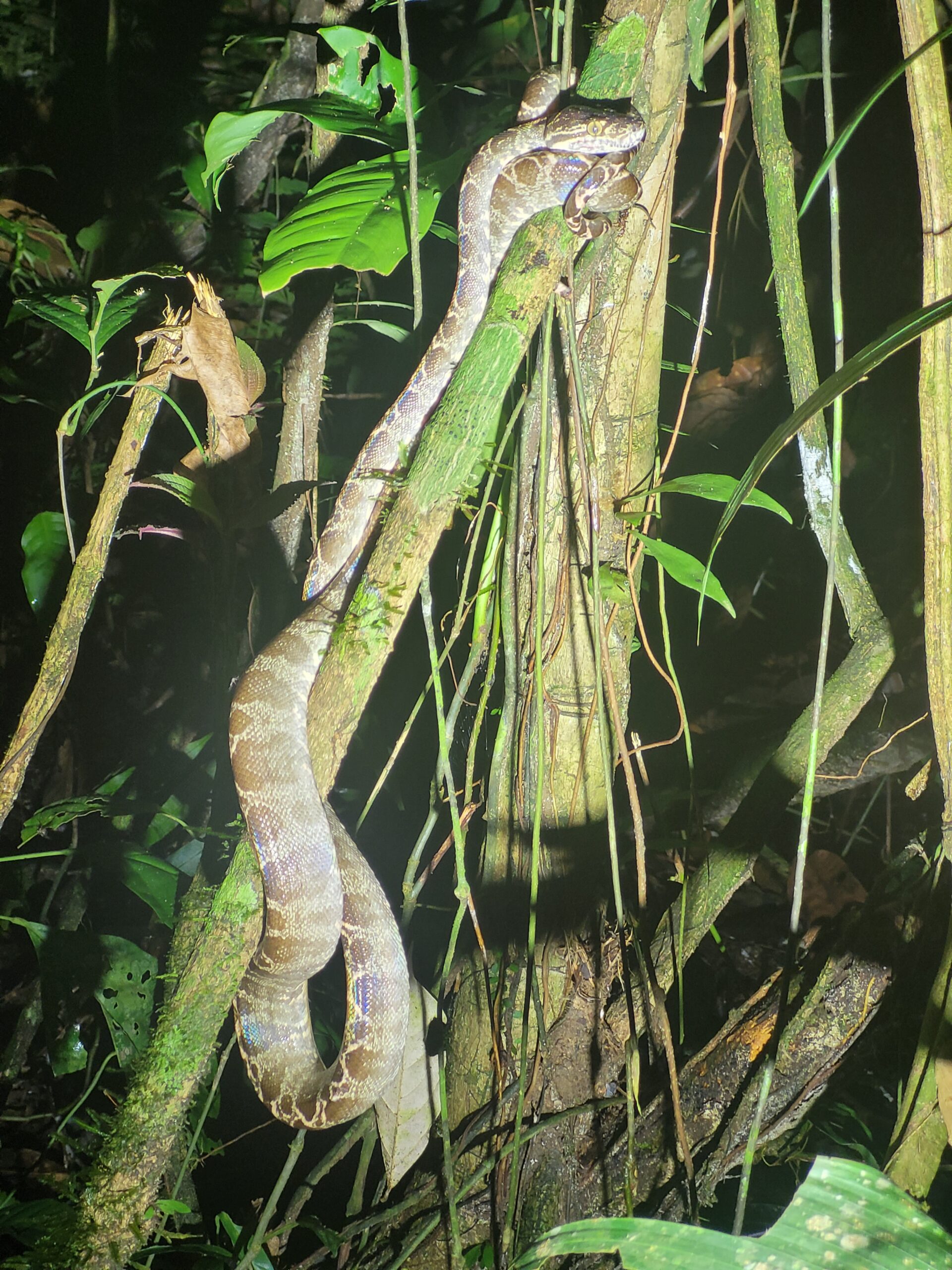 Camouflaged House – Condeja River (Research Zone)