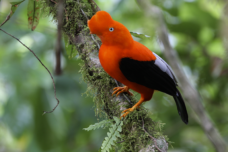 Cusco – Rainforest Lodge