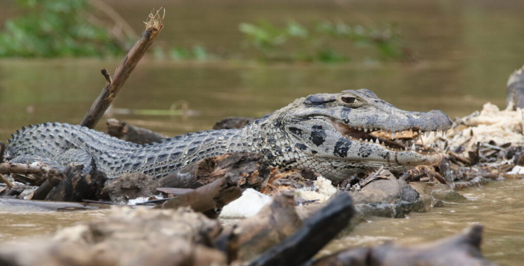 Bonanza Ecological Reserve – Jaguar Ecolodge (Reserve Zone)