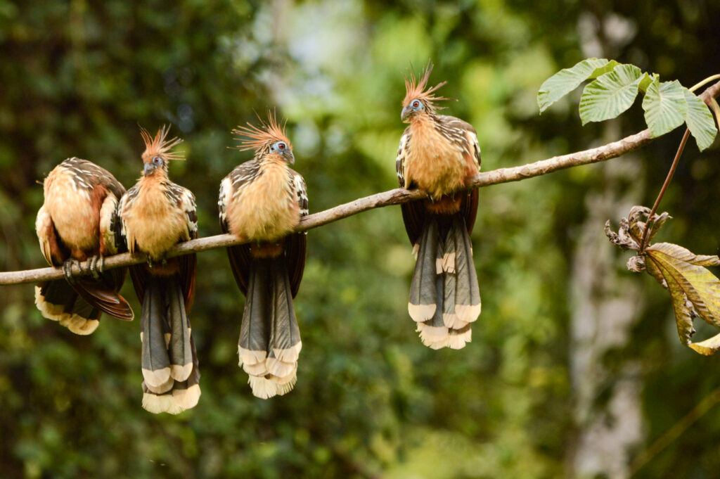 Camouflaged House – Rainforest Lodge