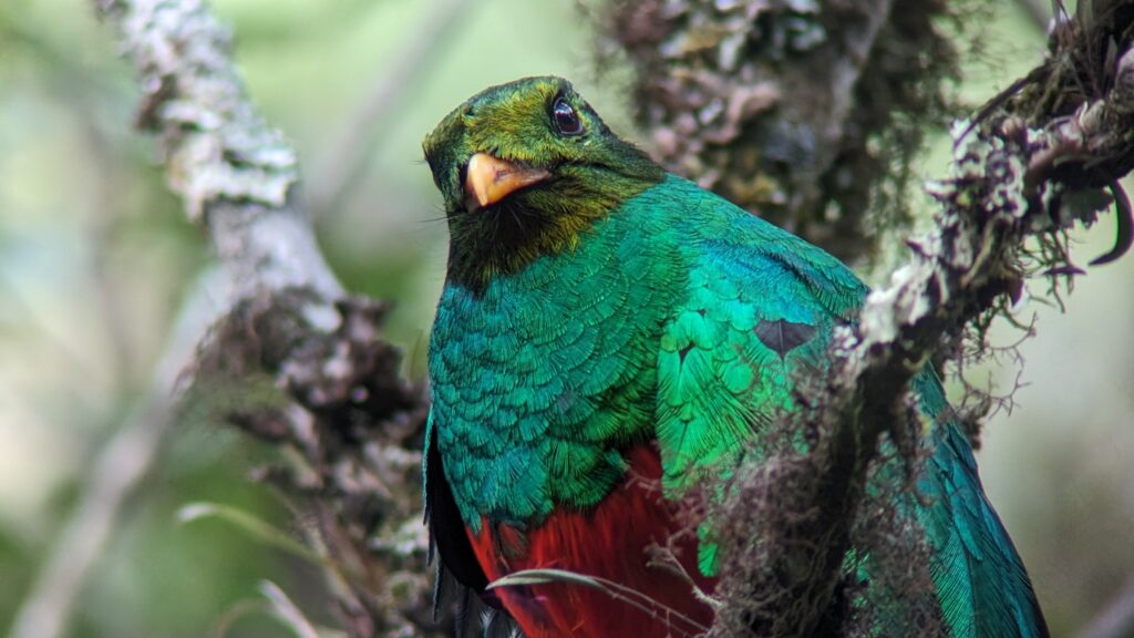 Cusco – Rainforest Lodge