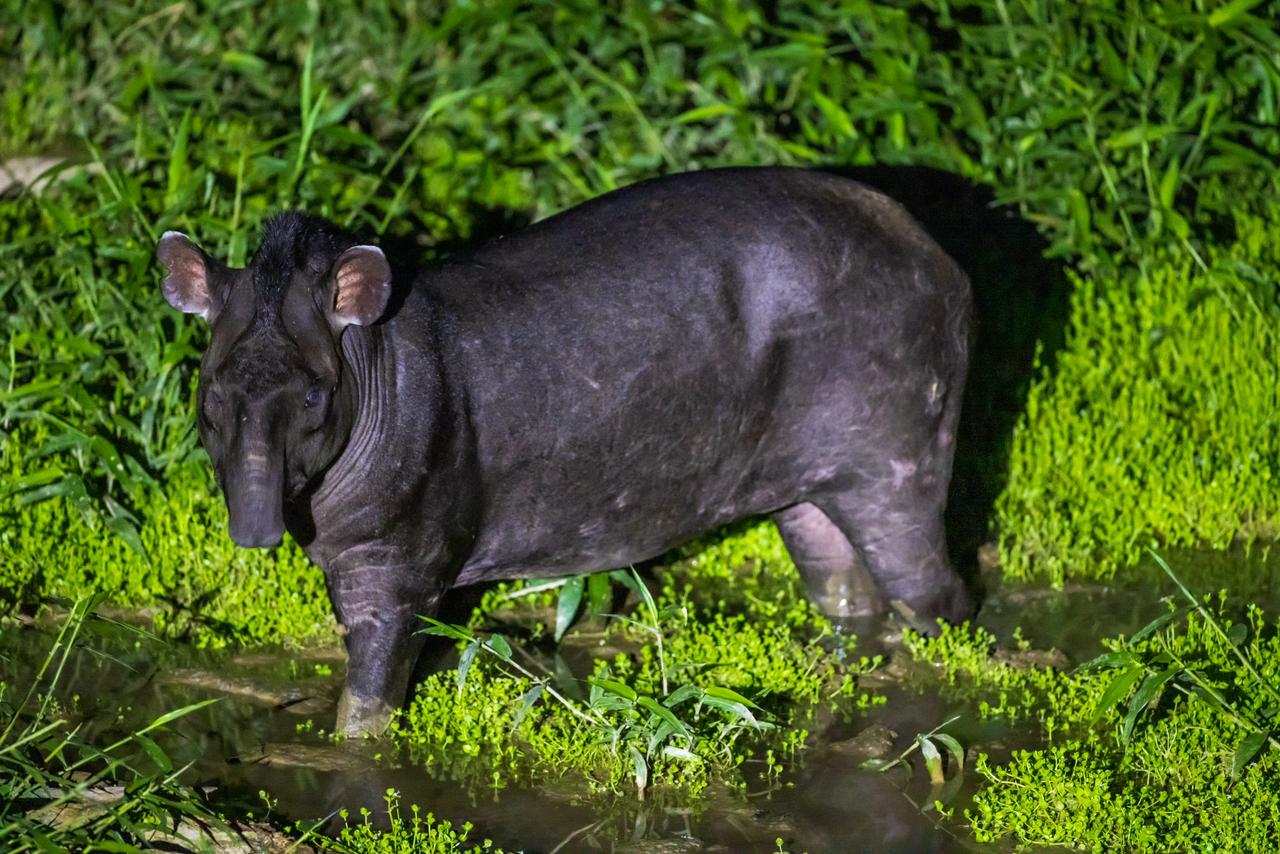 Rainforest Lodge – Bonanza Ecological Reserve - Tapir Clay Lick