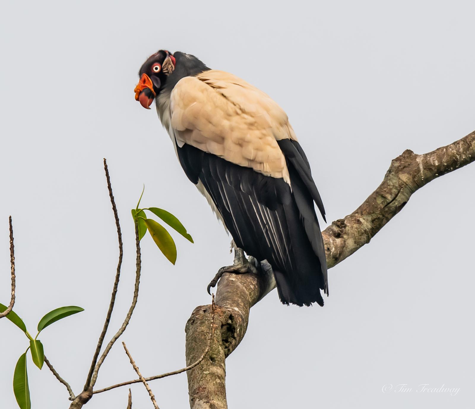 Bonanza Ecological Reserve – Rainforest Lodge