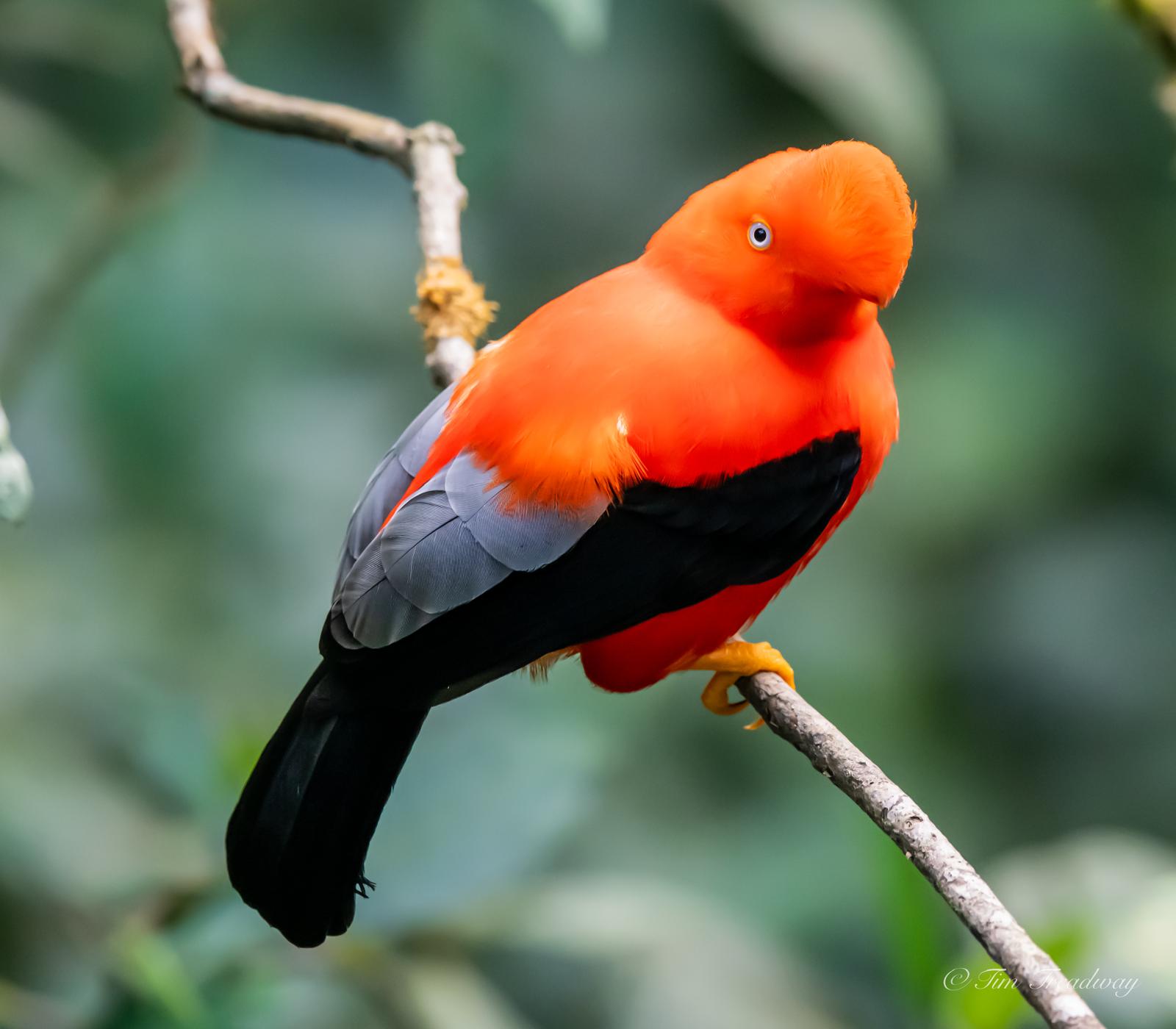 Cusco – Rainforest Lodge