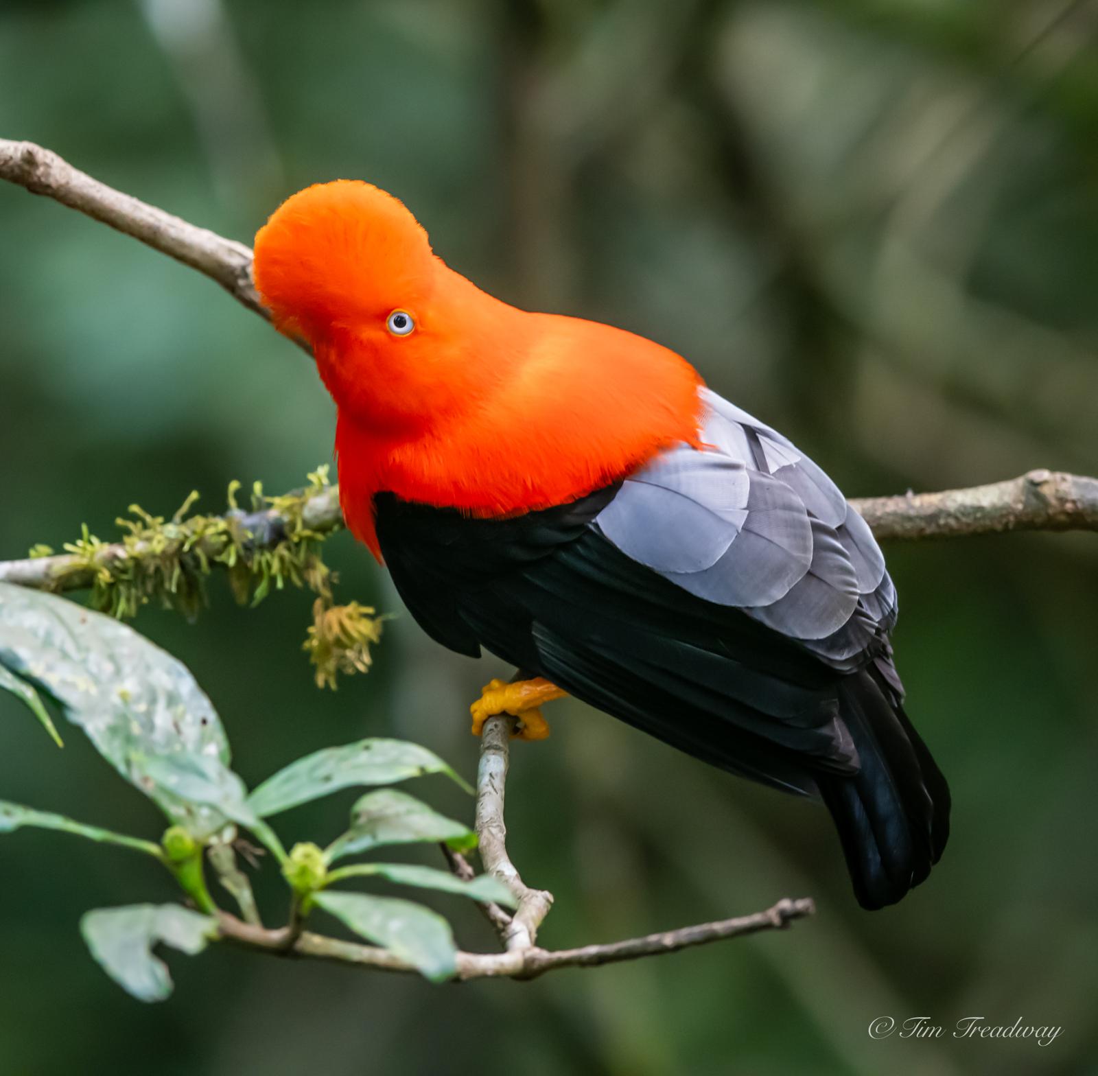 Cusco – Rainforest Lodge