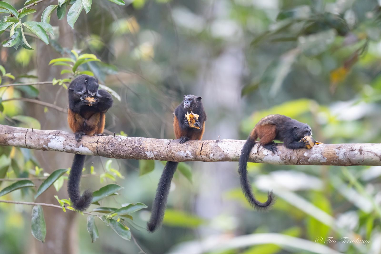 Jaguar Ecolodge – Cocha Otorongo