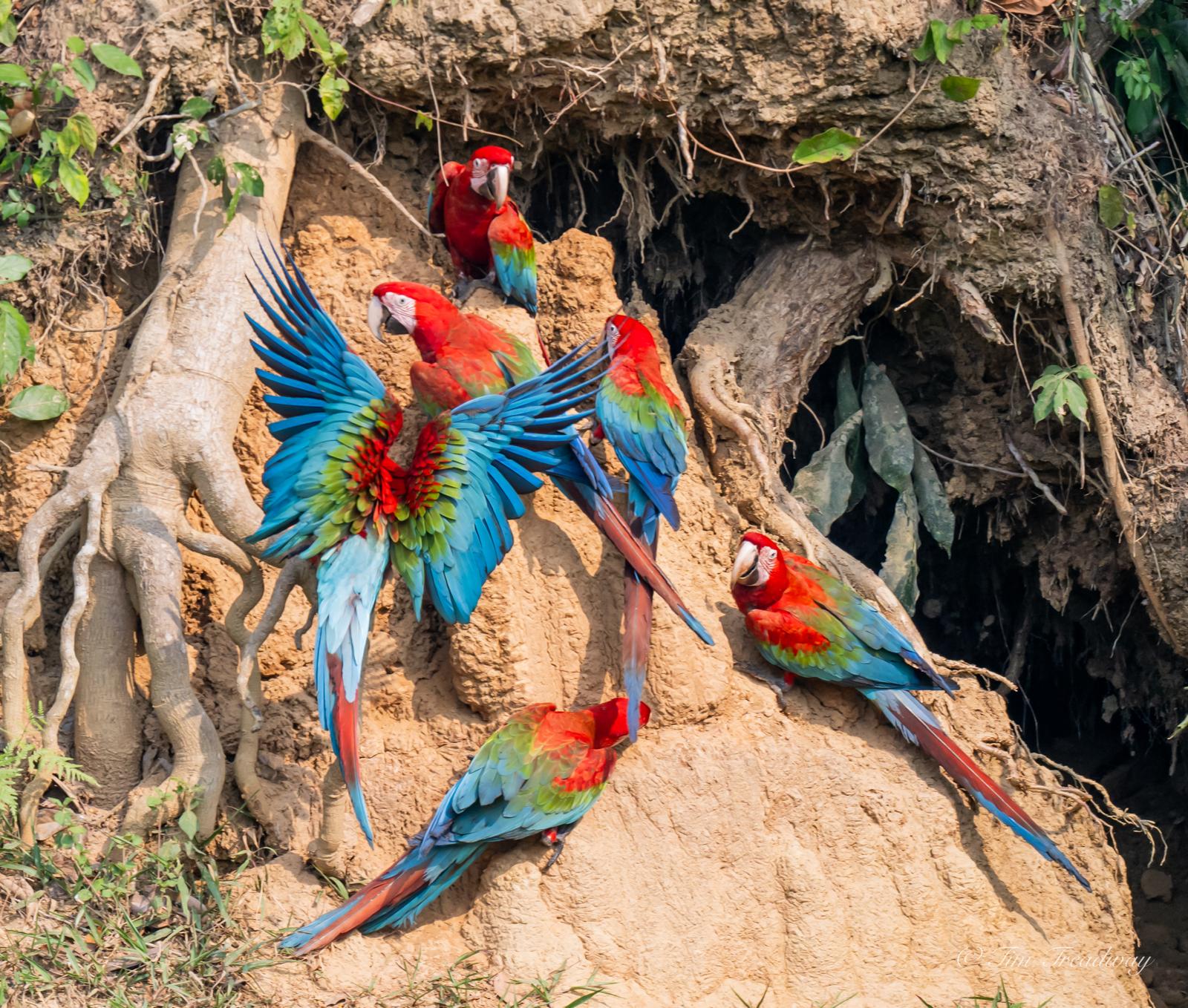Blanquillo Macaw Clay Lick – Puerto Maldonado