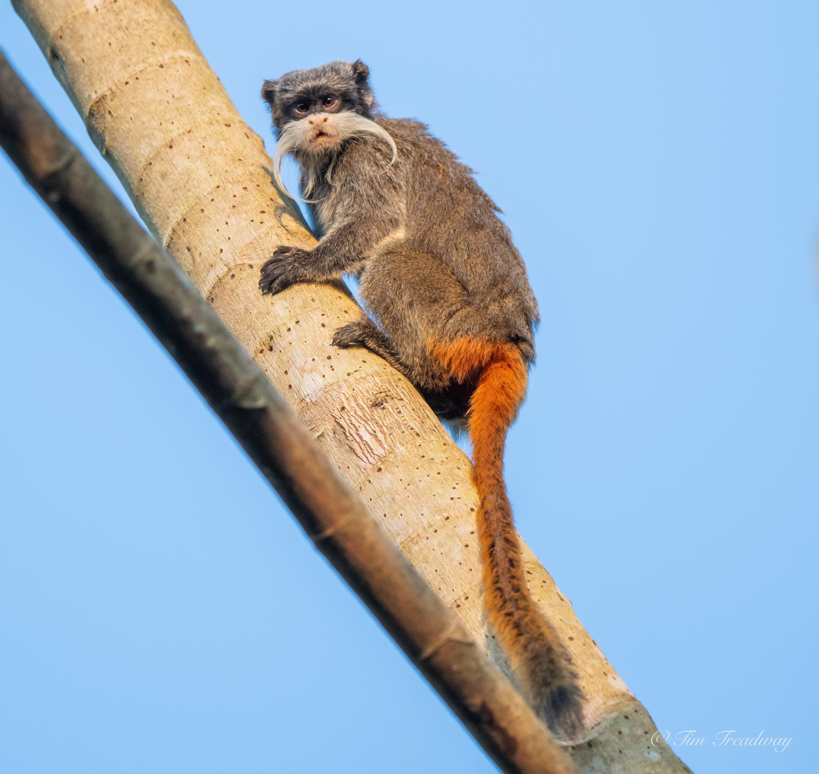 Jaguar Ecolodge - Pakitza – Tambo Blanquillo