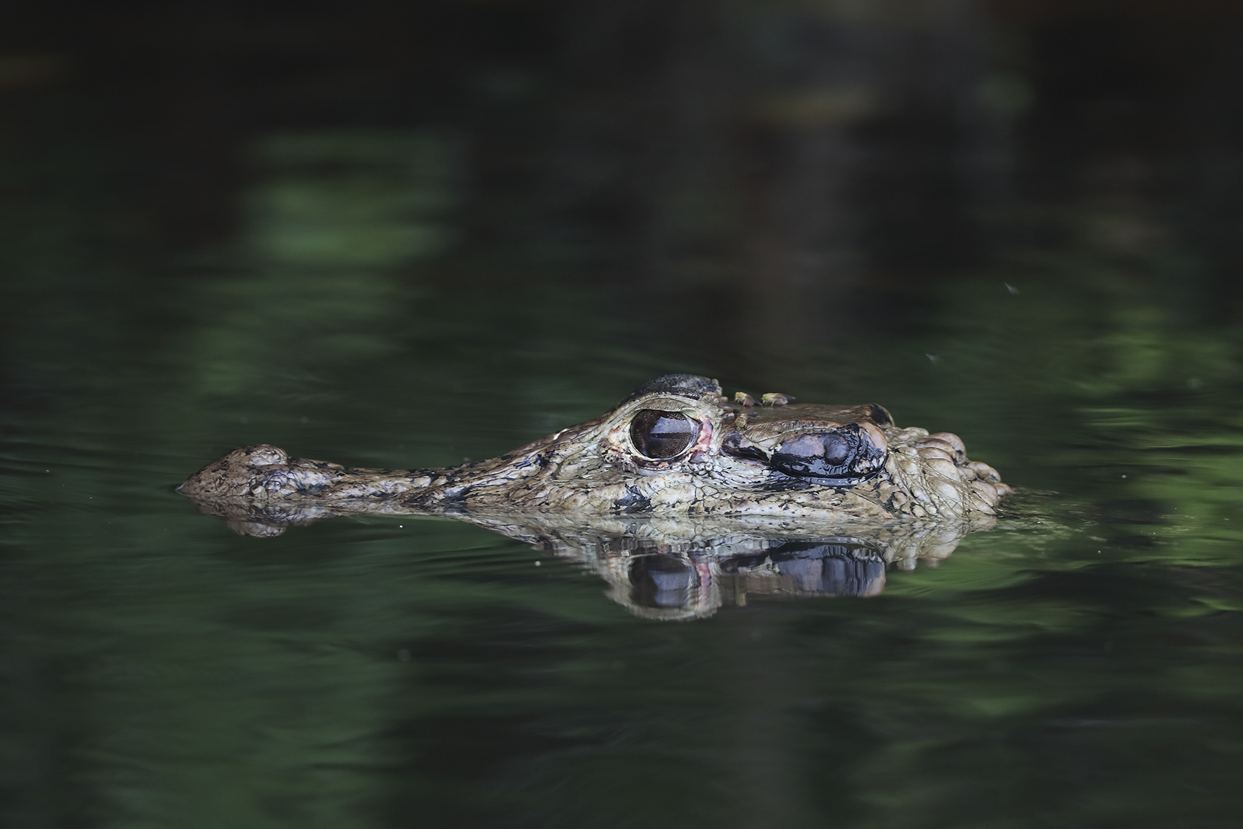 Bonanza Ecological Reserve – Jaguar Ecolodge (Reserve Zone)