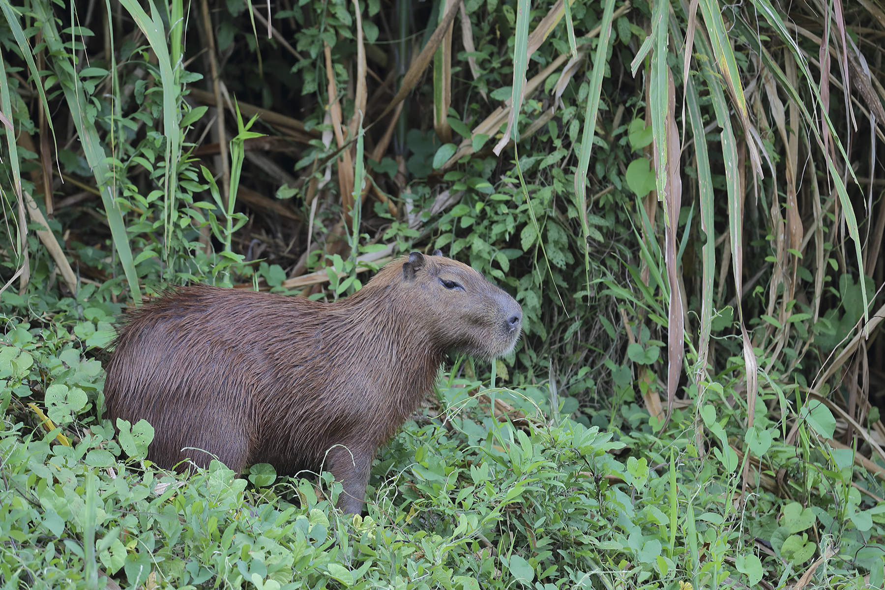 Rainforest Lodge – Bonanza Ecological Reserve - Tapir Clay Lick