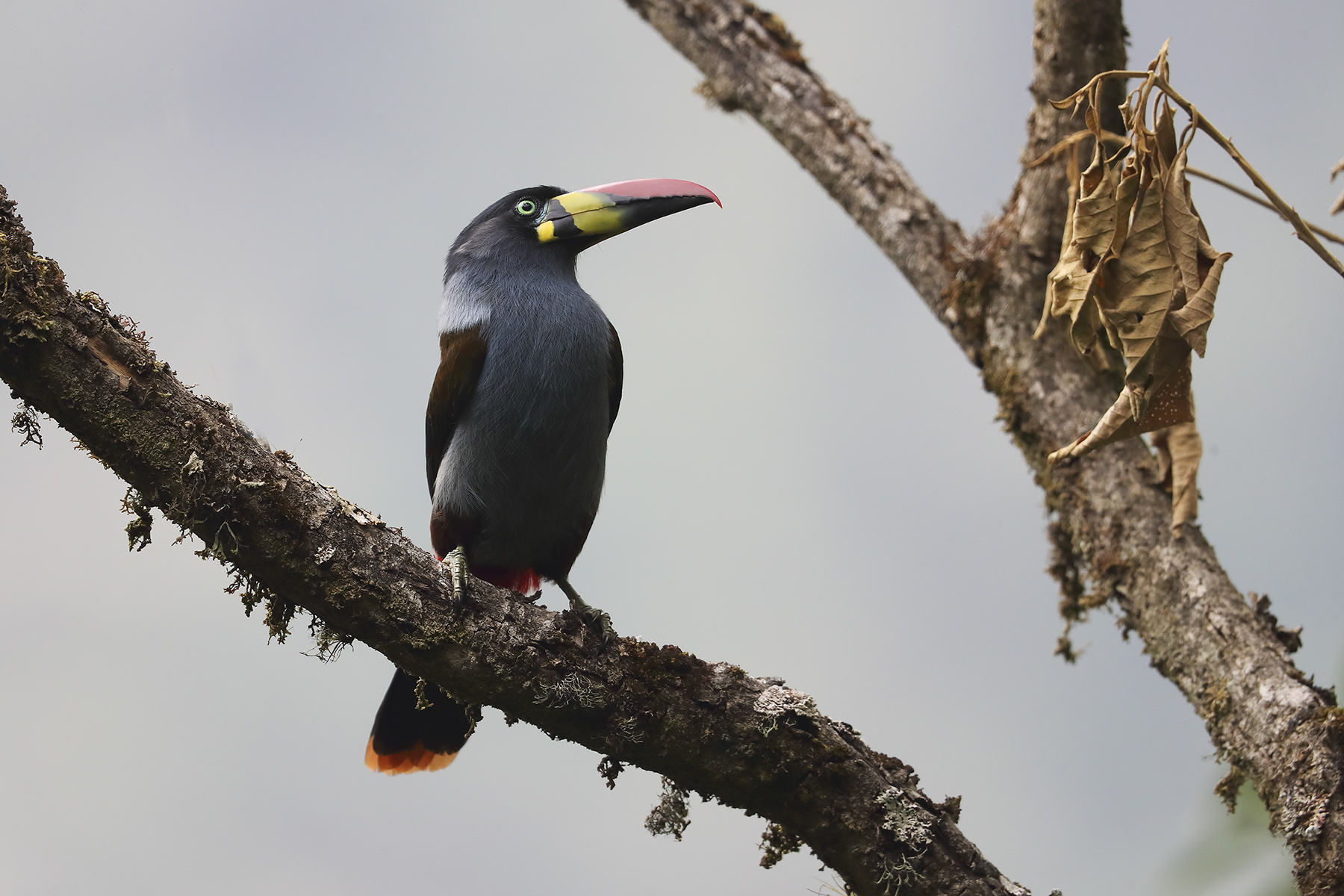 Bonanza Ecological Reserve - Cusco