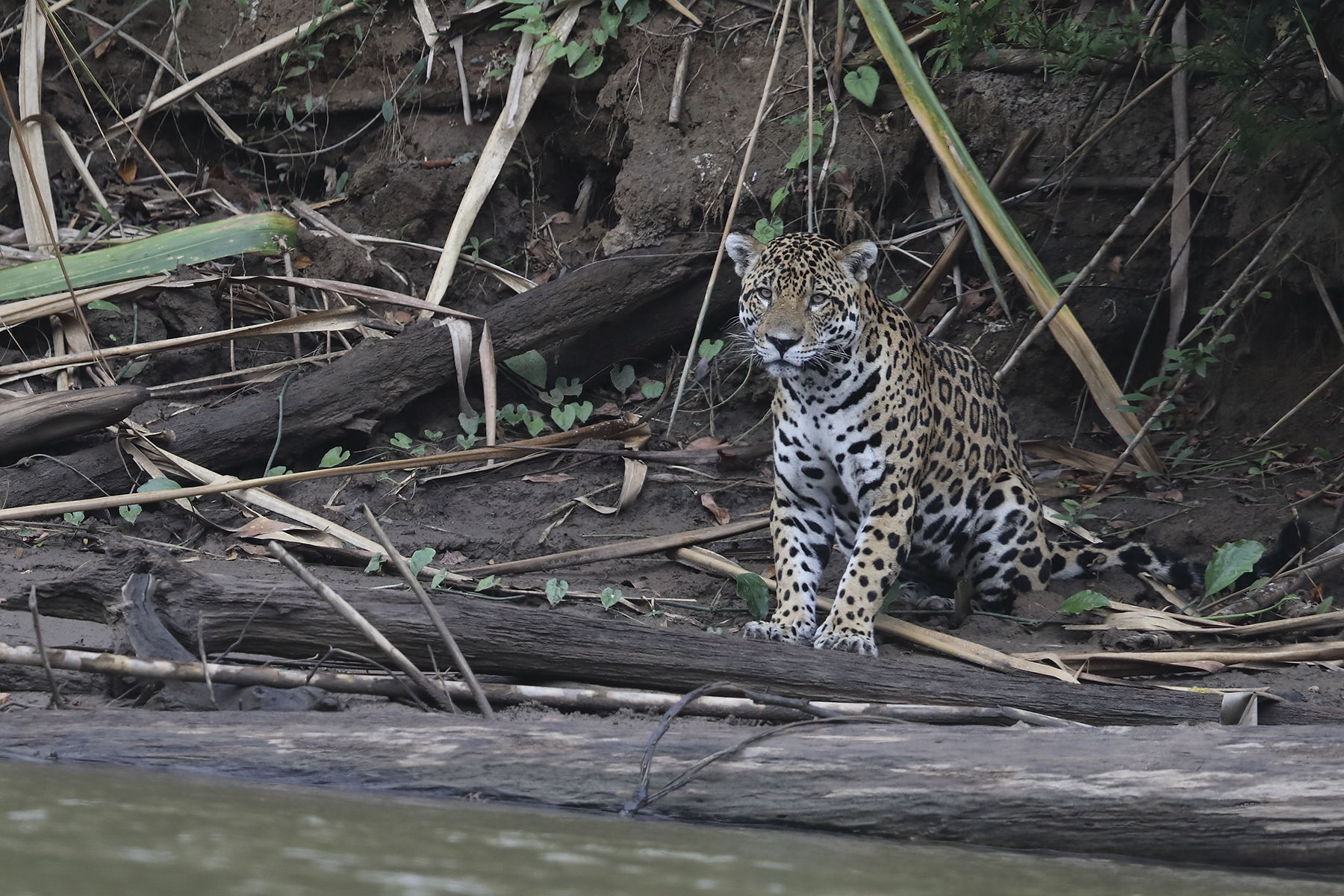 jaguar ecolodge – Bonanza Ecological Reserve