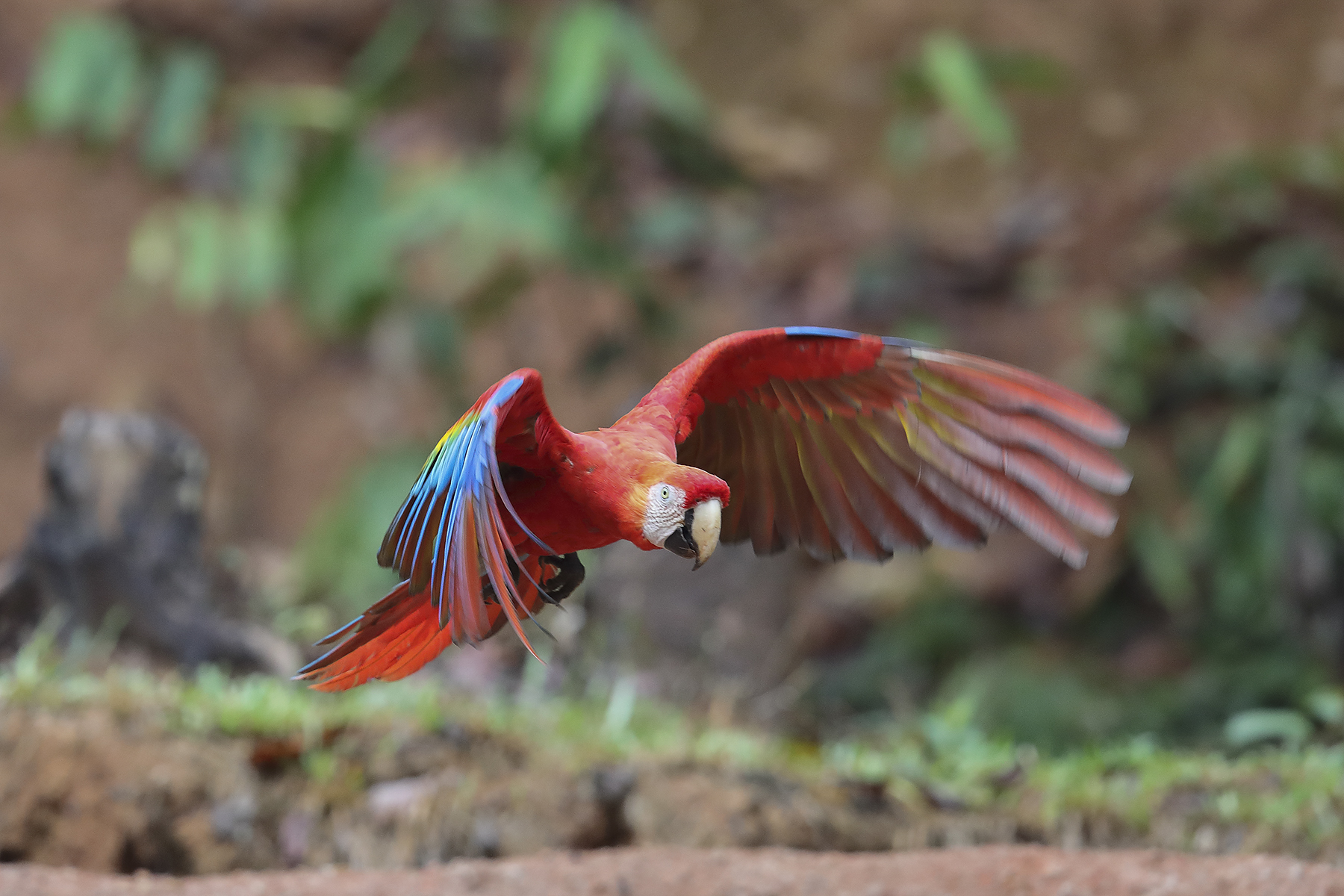 Tambo Blanquillo – Macaw Clay Lick – Bonanza Ecological Reserve