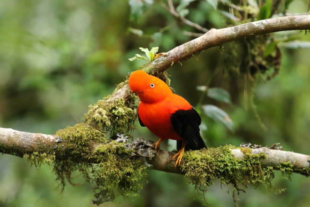 Cusco – Rainforest Lodge (Manu National Park)