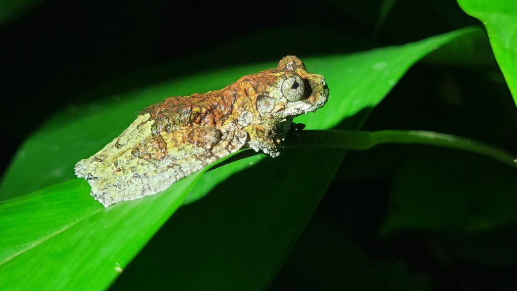 Bonanza Ecological Reserve – Rainforest Lodge