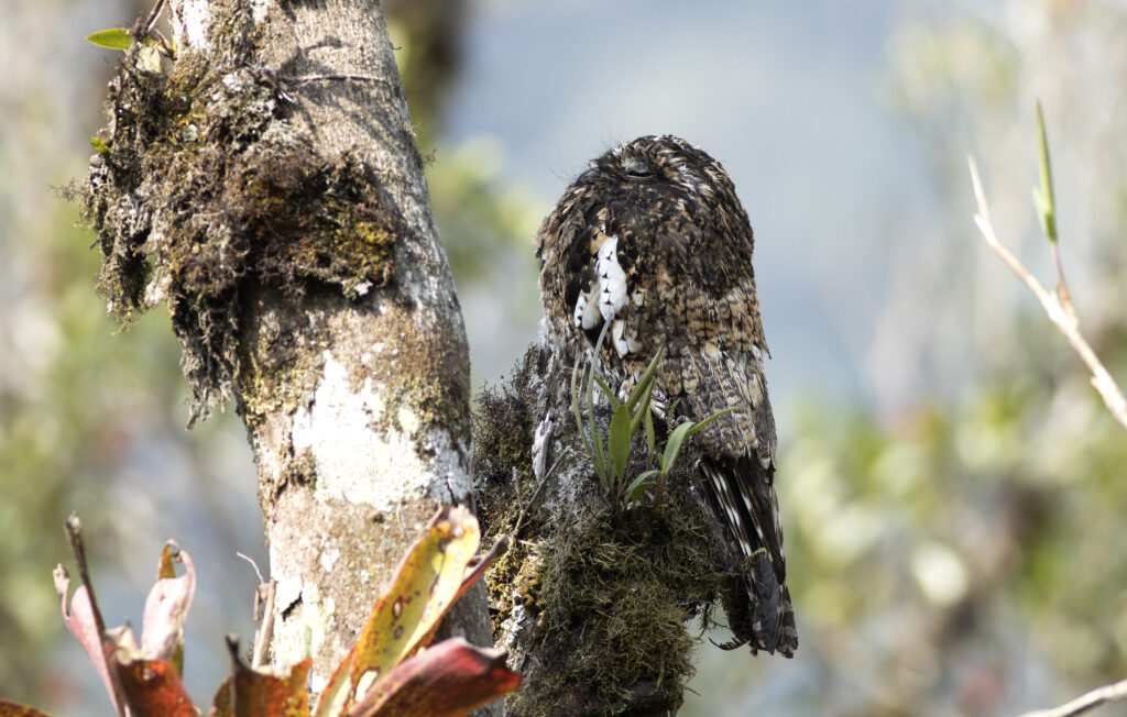 Wayquecha Biological Station full day birding