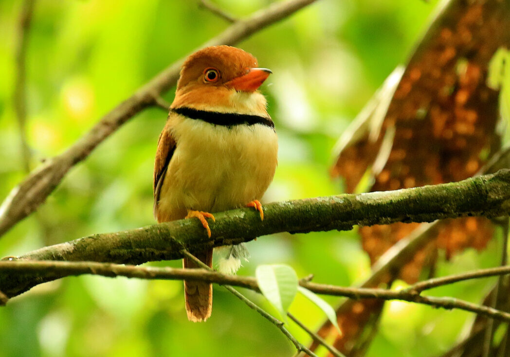 Bonanza Lodge full day Birding