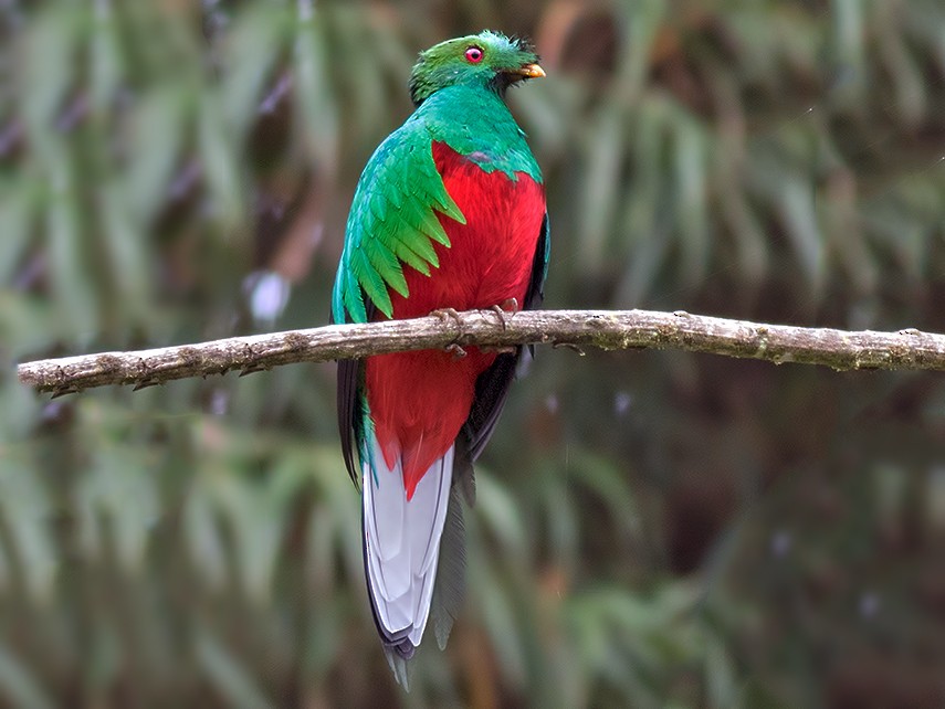 Wayquecha Biological Station - Cock of the Rock Lodge