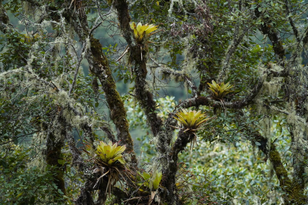 Wayquecha Station full day Birding