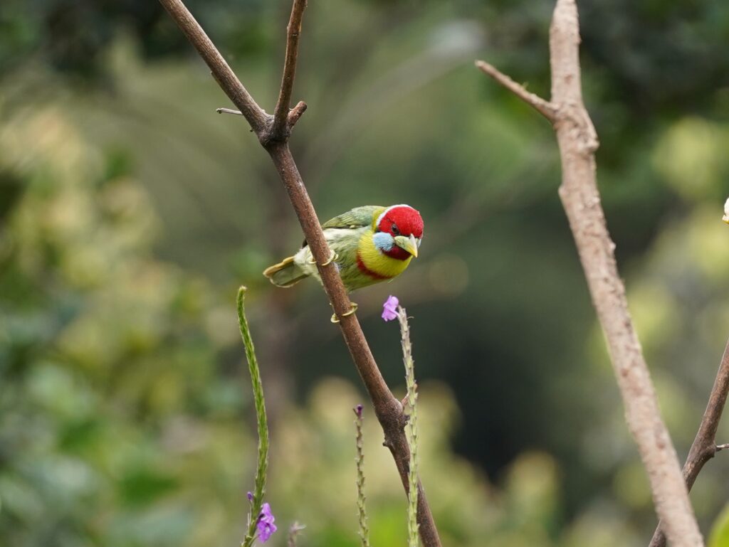 Cusco – Wayquecha Biological Station