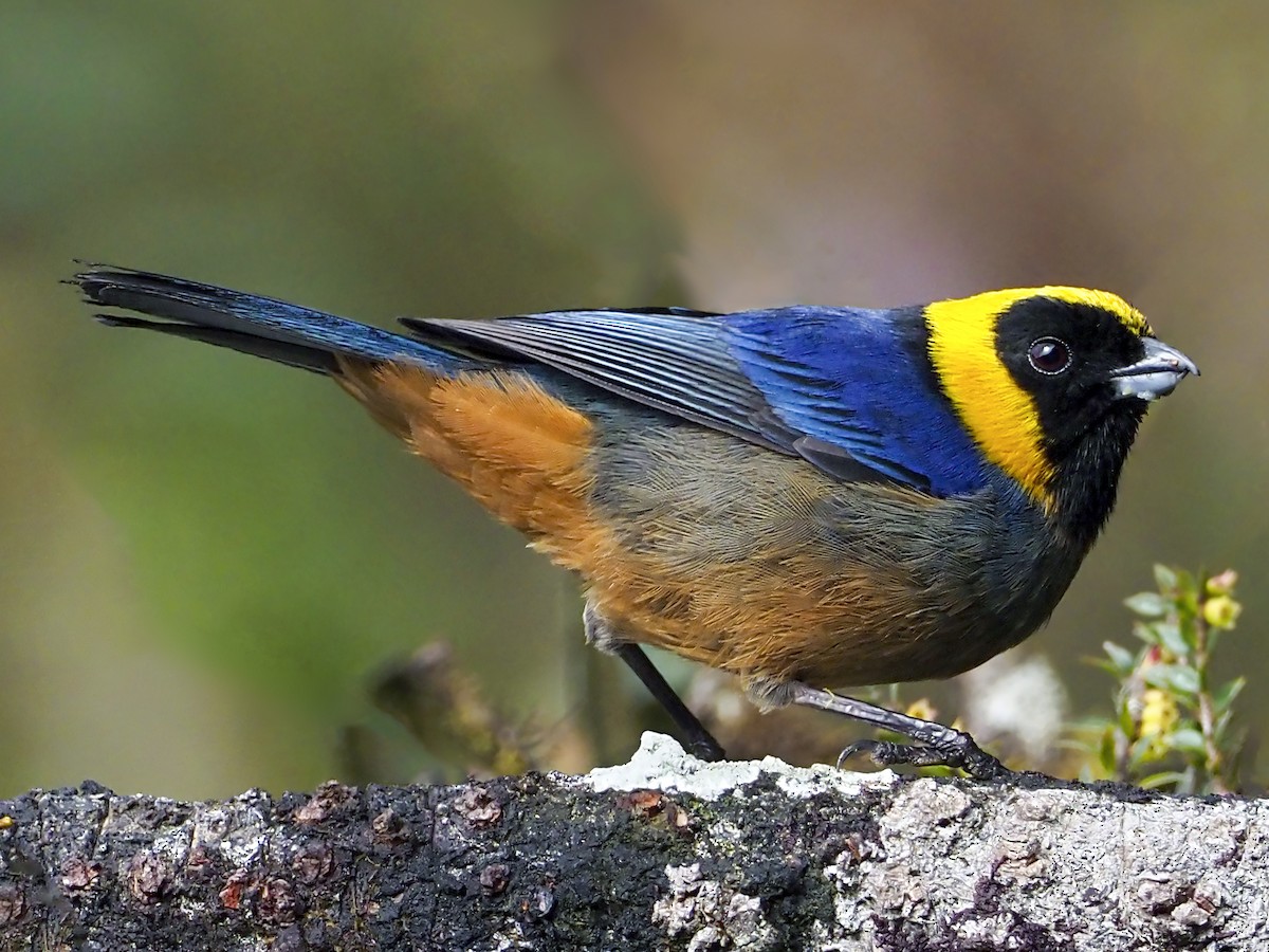 Cusco – Wayquecha Biological Station