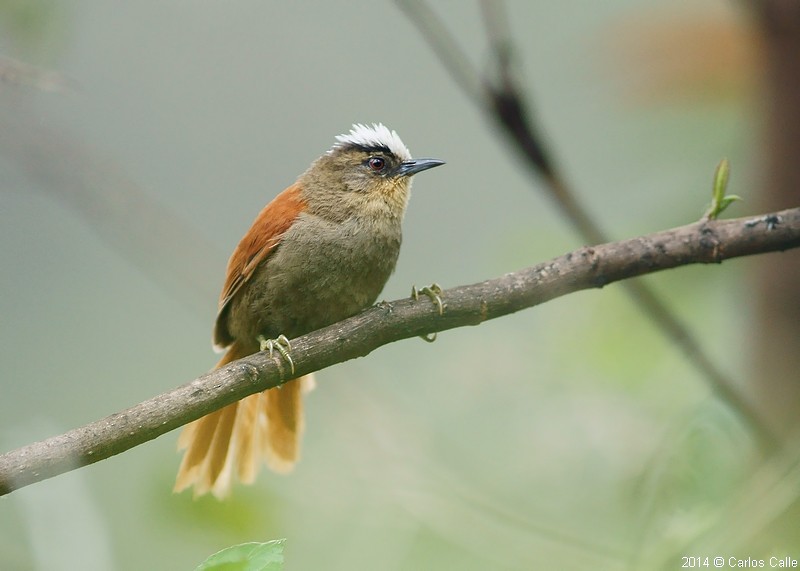 Wayquecha Biological Station full day Birding