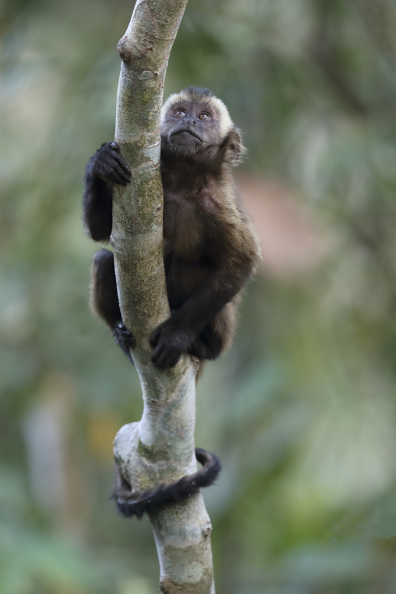 Cusco – Rainforest Lodge (Manu National Park)