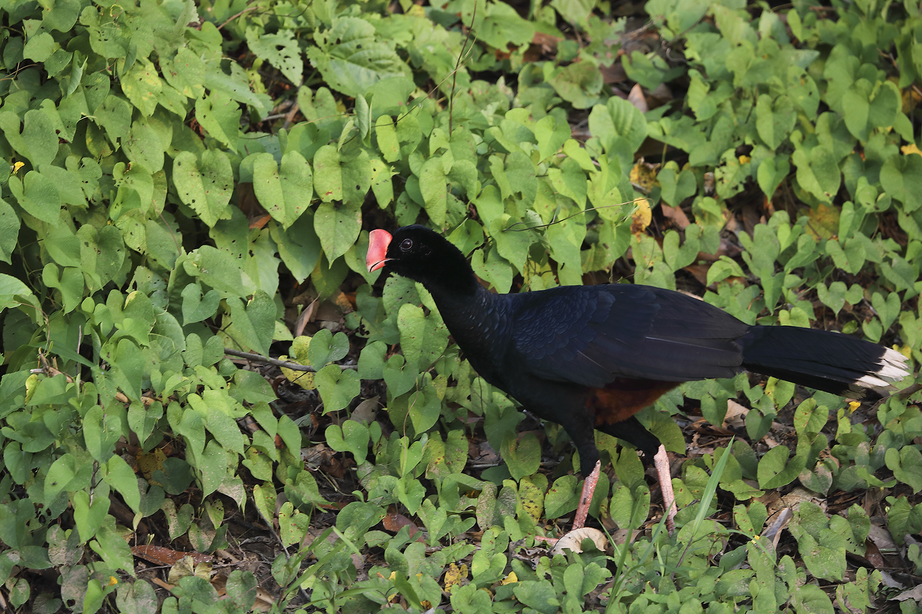 Bonanza Lodge full day Birding