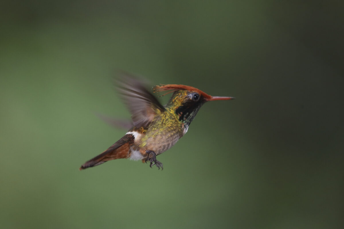 Cock of the Rock Lodge - Amazonia Lodge