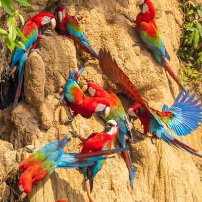 Blanquillo Macaw Clay Lick