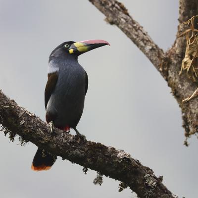 Gray-breasted Mountain Toucan