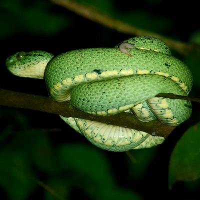 Two-striped forest-Pitviper