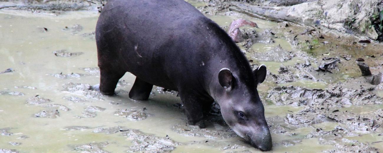 Brasilian Tapir