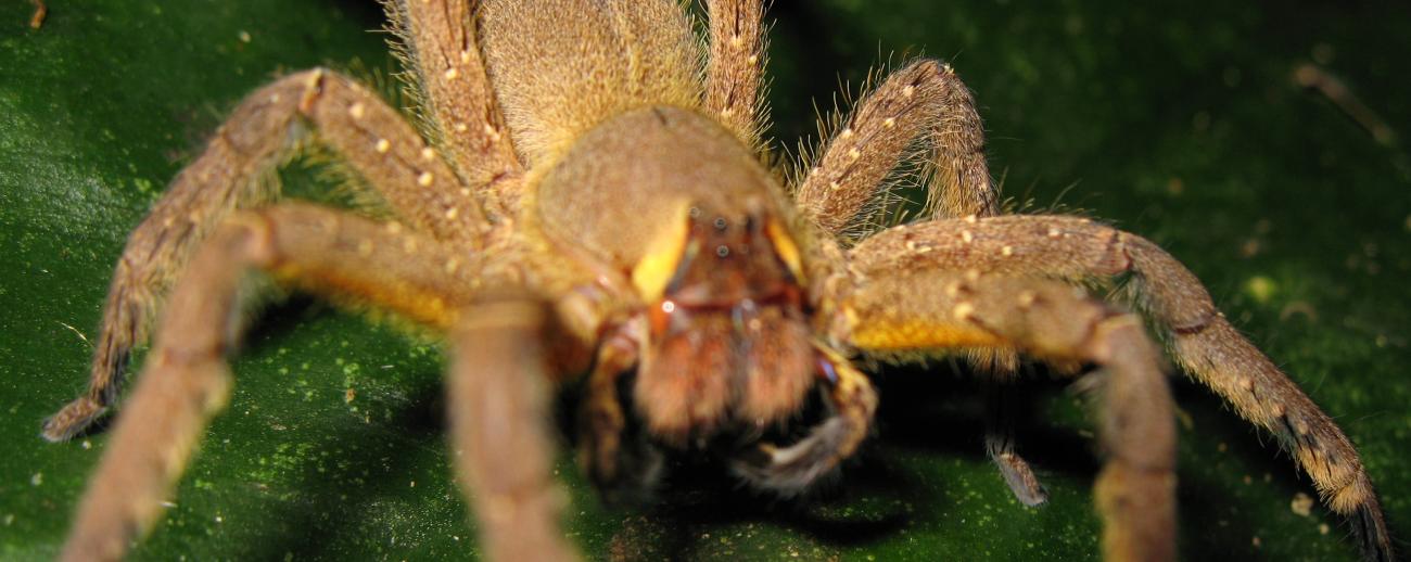 Brasilian Wandering Spider