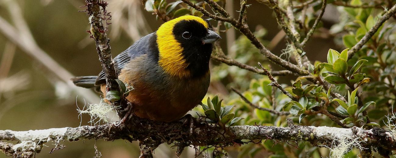 Golden Collared Tanager