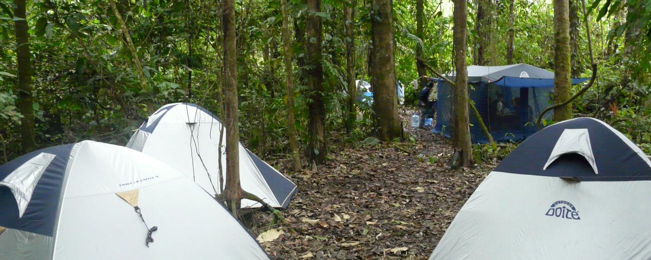 Camping in the Jungle