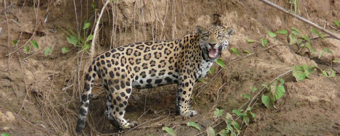 Jaguar 