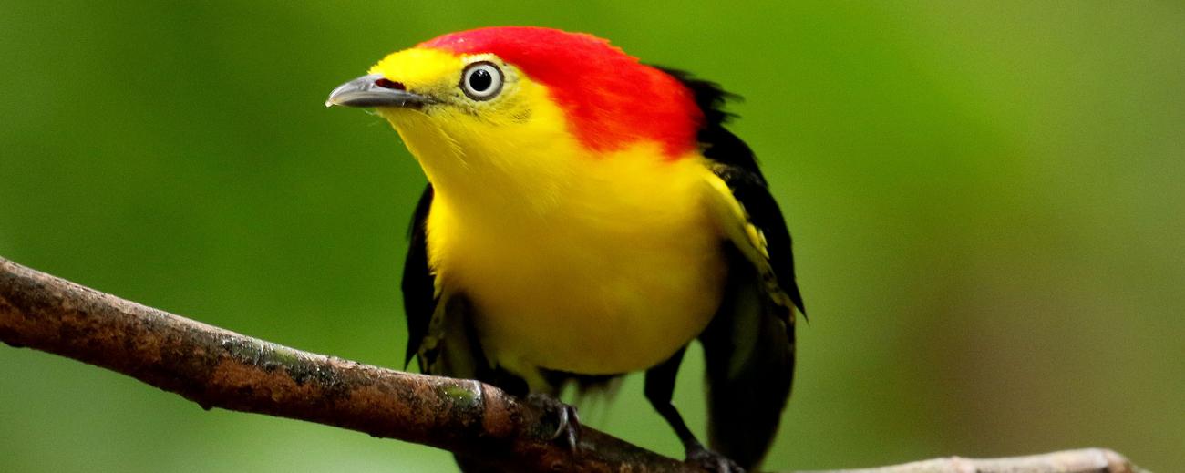 Wire Tailed Manakin